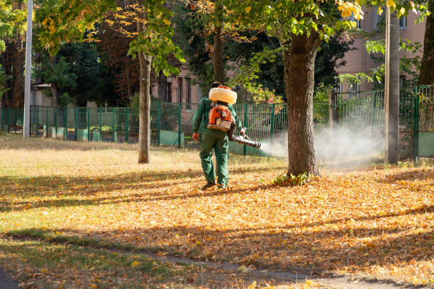 Best Termite Control Services  in Manila, AR