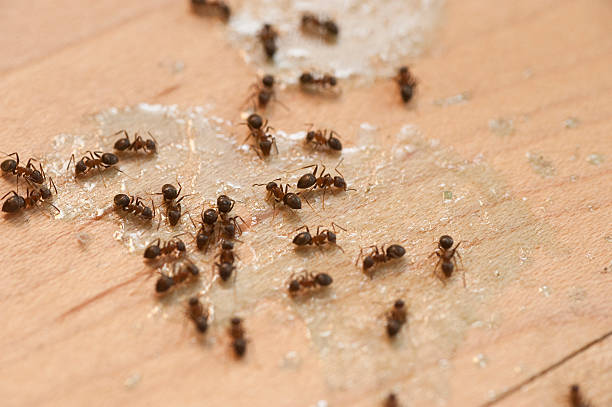 Best Flea Control Services  in Manila, AR