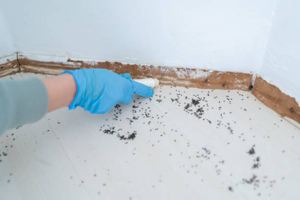 Best Mosquito Control Services  in Manila, AR